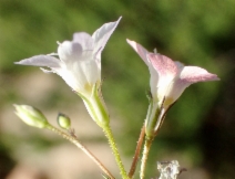 Gilia australis