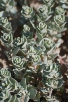 Atriplex leucophylla