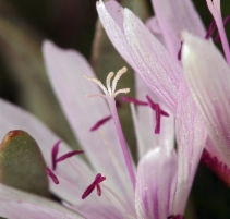 Lewisia longipetala