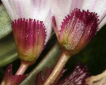 Lewisia longipetala