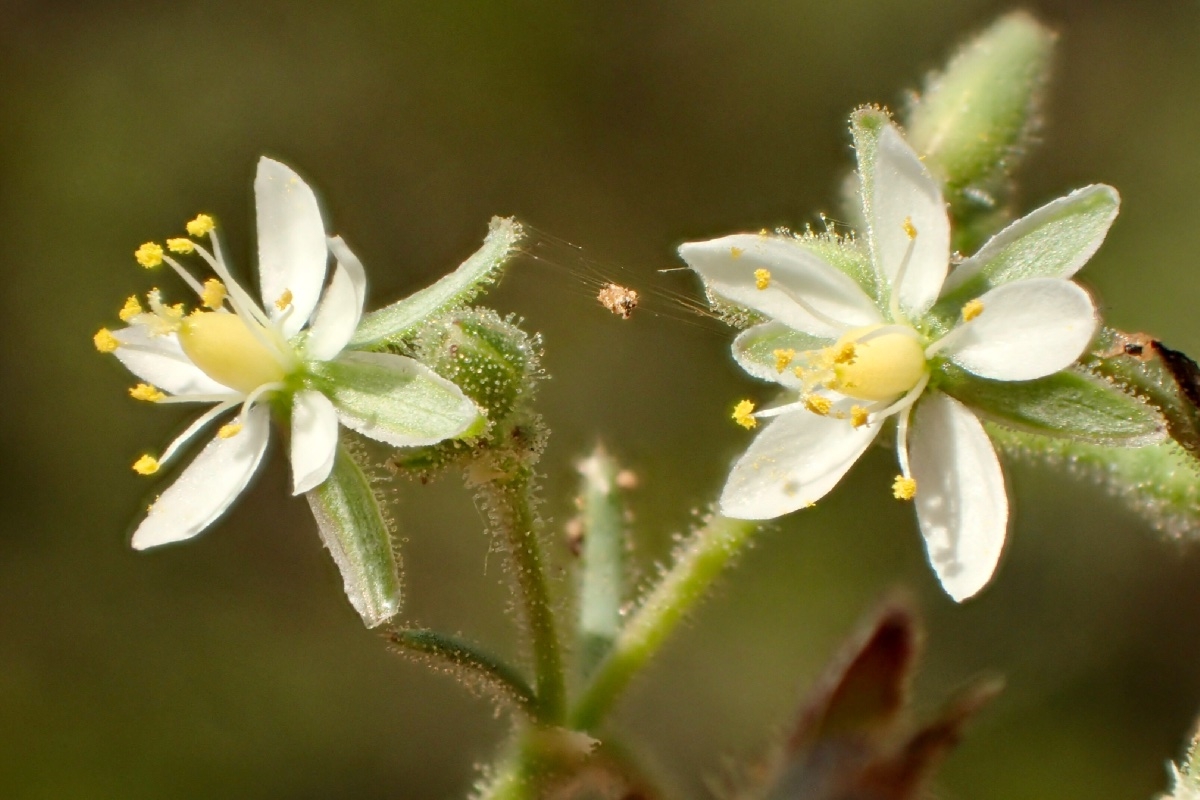 Spergularia villosa