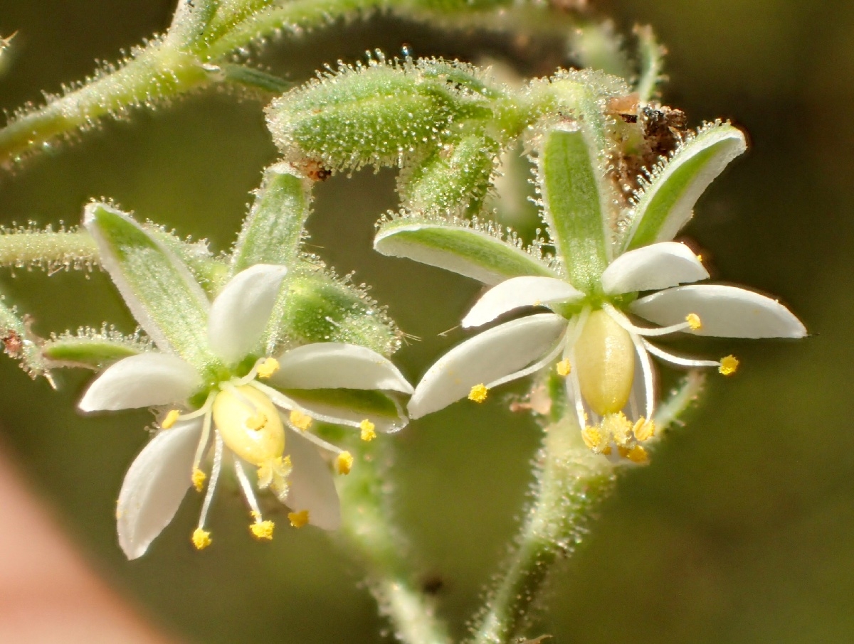 Spergularia villosa