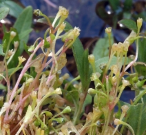 Montia fontana ssp. amporitana