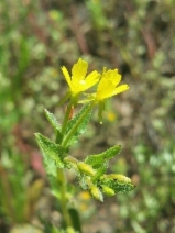 Camissonia intermedia