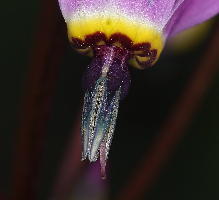 Primula hendersonii