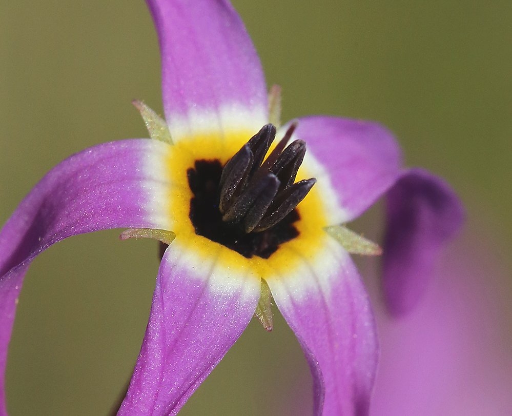 Primula hendersonii