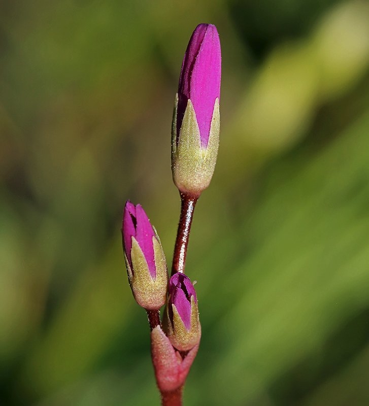 Primula hendersonii