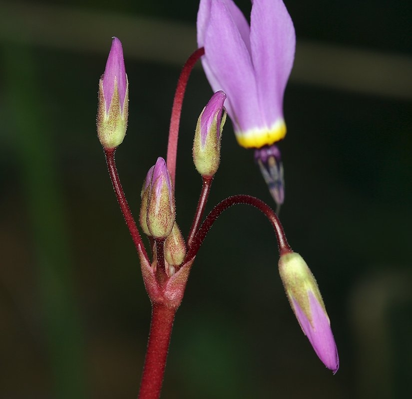 Primula hendersonii