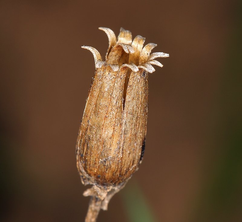 Primula hendersonii