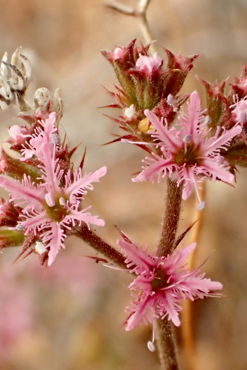 Chorizanthe fimbriata var. fimbriata