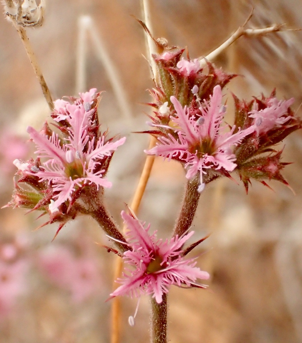 Chorizanthe fimbriata var. fimbriata