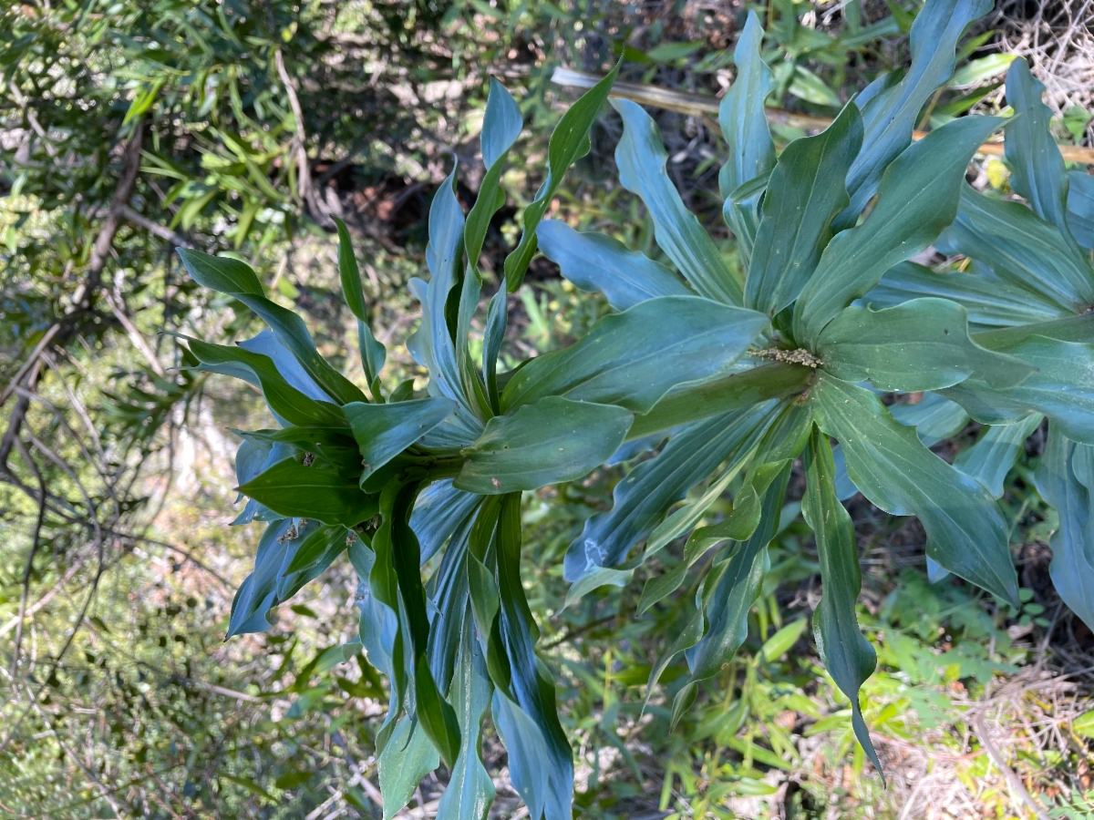 Lilium humboldtii ssp. ocellatum