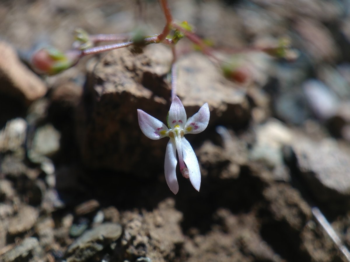 Nemacladus montanus