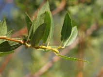 Salix eriocephala var. watsonii