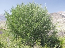 Salix eriocephala var. watsonii