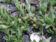 Salix brachycarpa ssp. brachycarpa