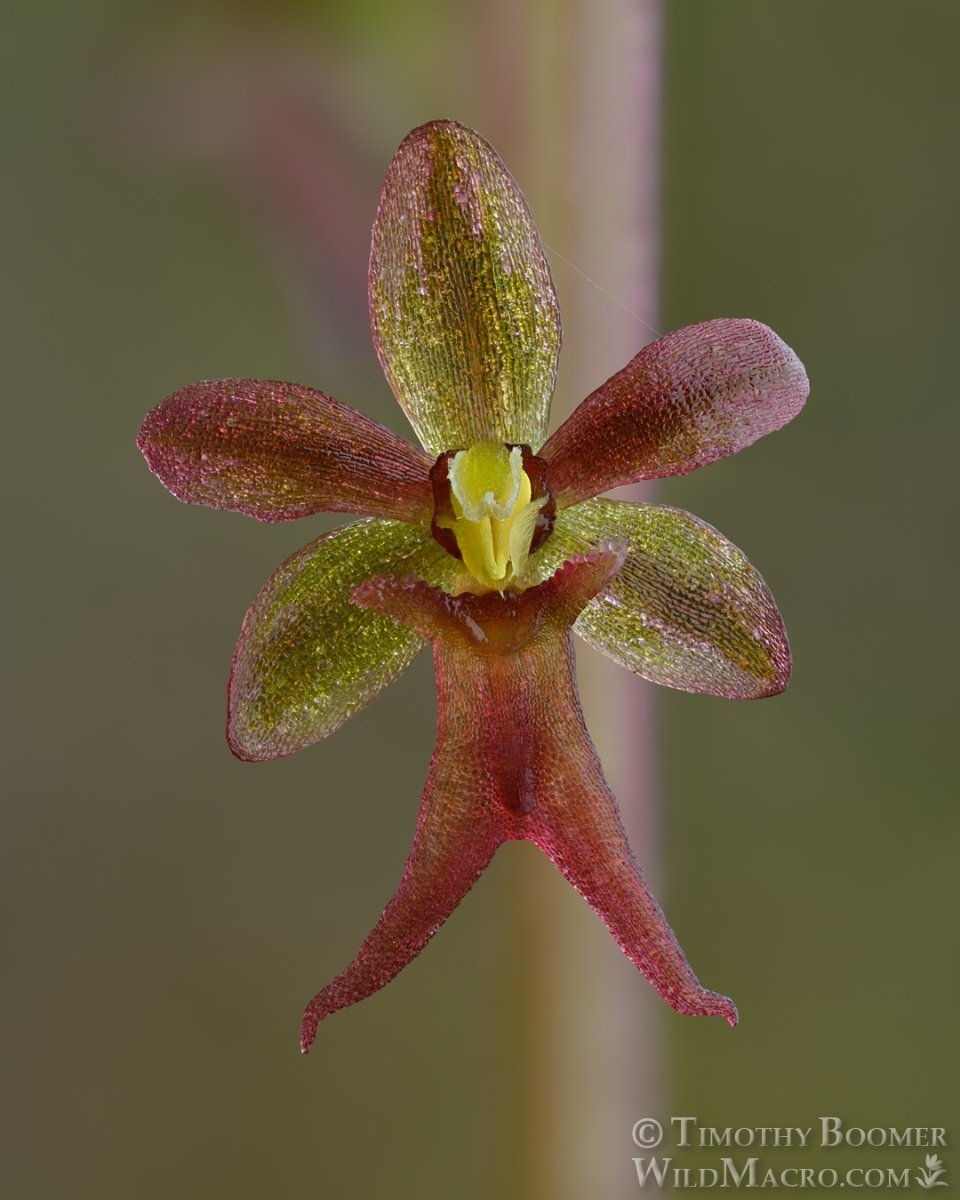 Listera cordata