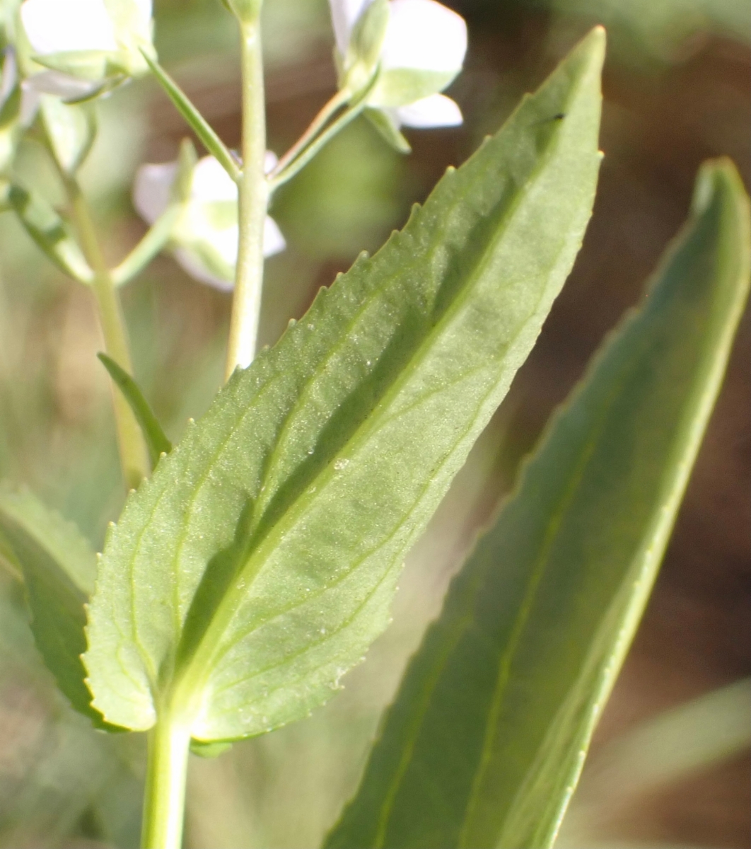 Veronica anagallis-aquatica