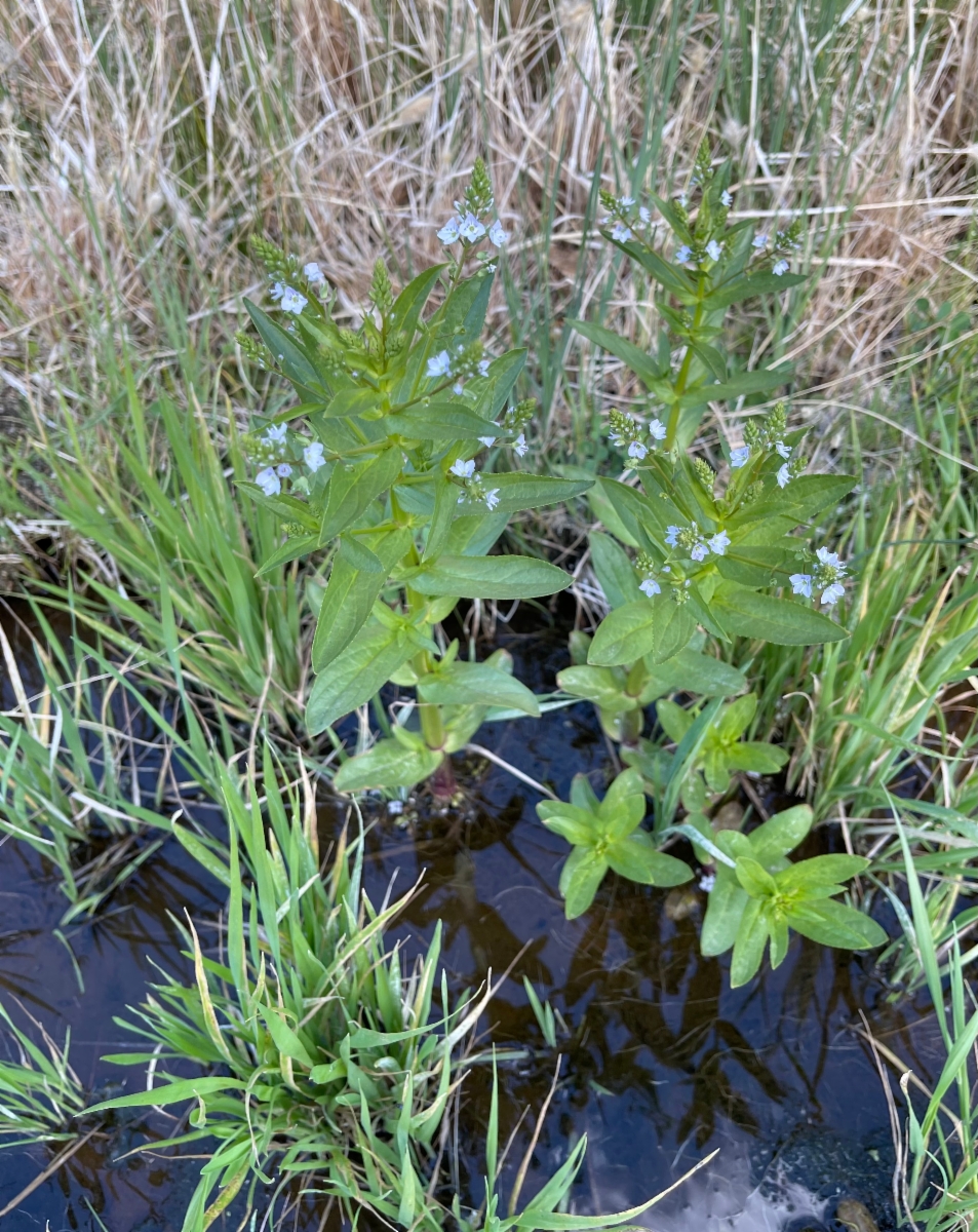 Veronica anagallis-aquatica