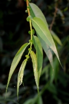 Salix lasiandra ssp. lasiandra