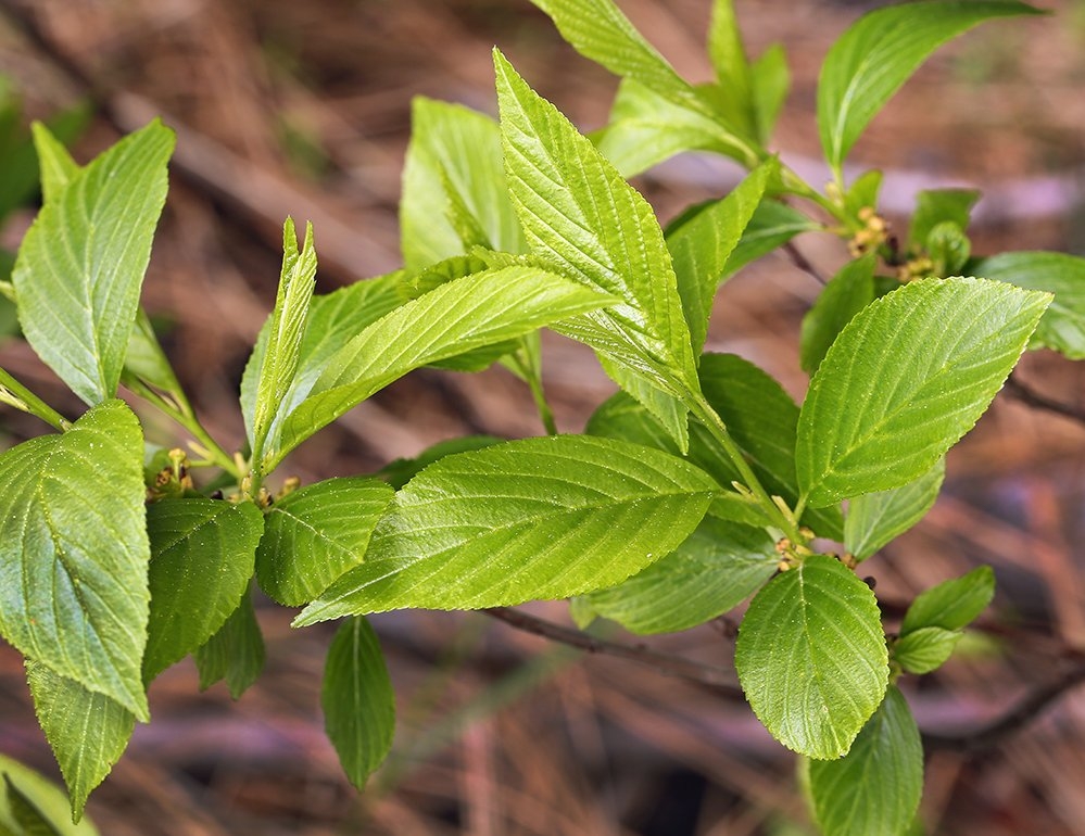 Rhamnus alnifolia