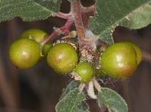 Rhamnus tomentella ssp. cuspidata