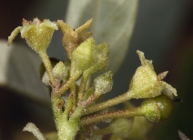 Frangula californica ssp. occidentalis