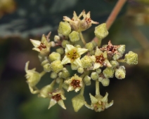 Rhamnus californica ssp. occidentalis