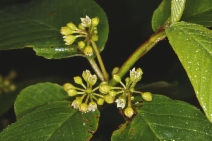 Frangula purshiana var. anonifolia
