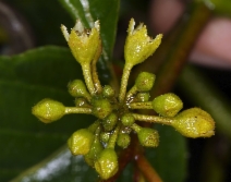 Frangula purshiana var. anonifolia