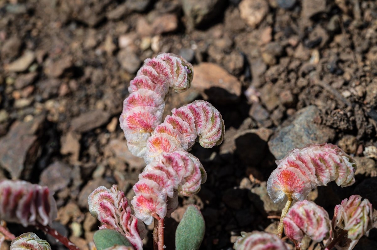 Calyptridium quadripetalum