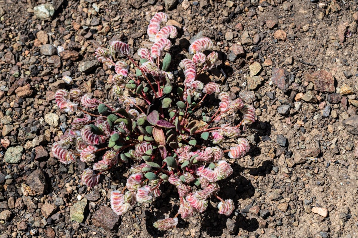 Calyptridium quadripetalum