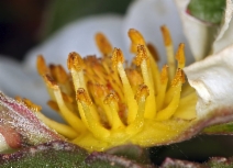 Fragaria chiloensis