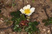 Fragaria chiloensis