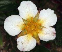 Fragaria chiloensis