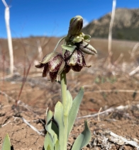 Fritillaria agrestis