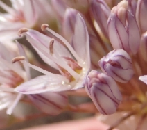 Allium fimbriatum var. diabolense