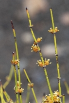 Ephedra viridis var. viridis