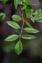 Fraxinus dipetala