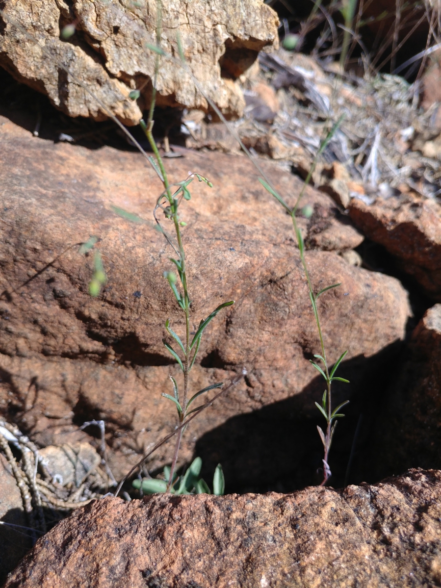 Hesperolinon spergulinum