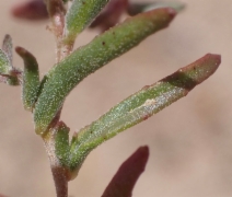 Camissonia campestris