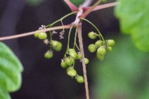 Toxicodendron radicans ssp. diversilobum