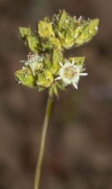 Horkelia tridentata ssp. flavescens
