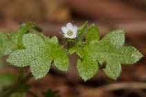 Nemophila parviflora var. austinae
