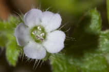 Nemophila parviflora var. austinae
