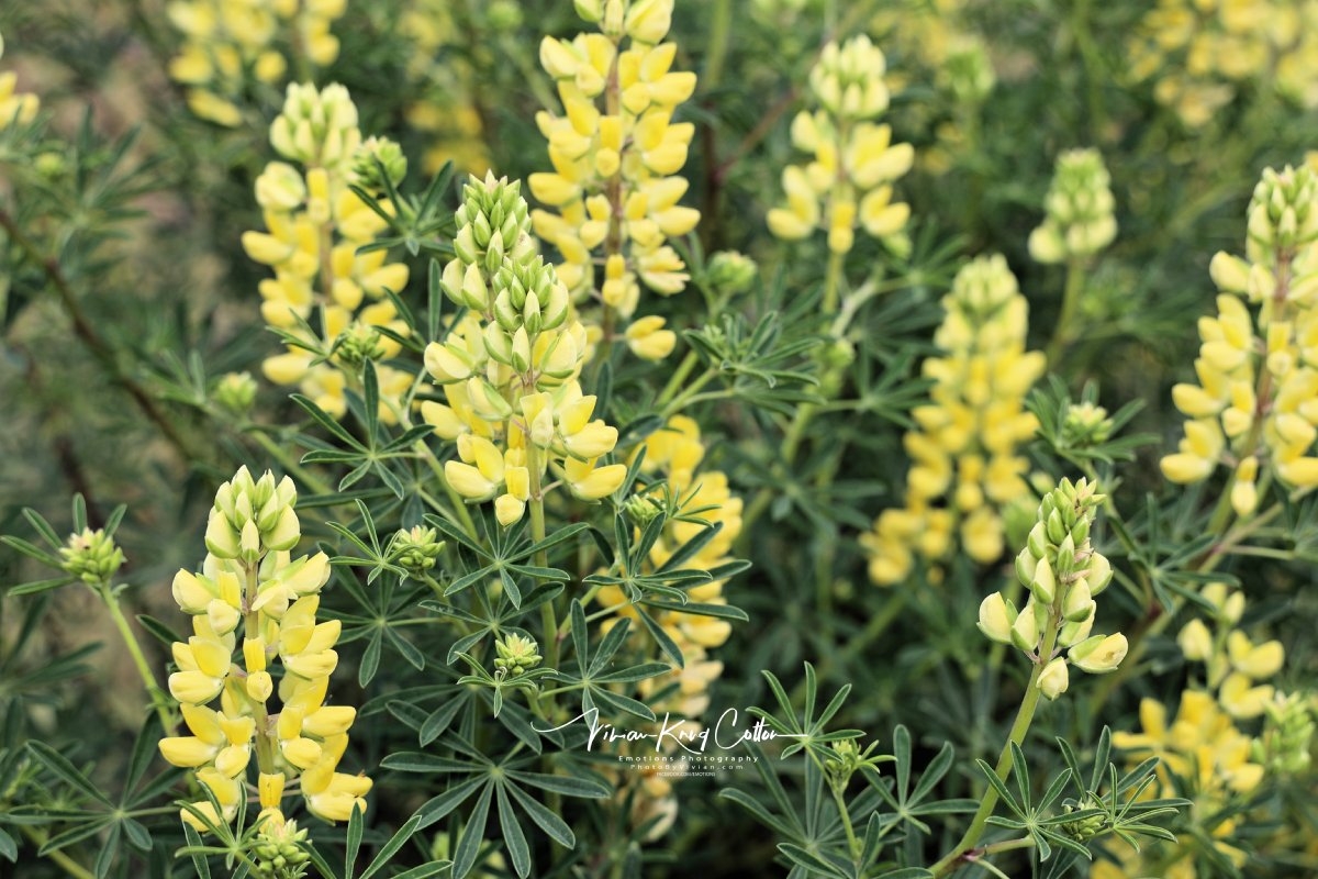 Lupinus luteolus