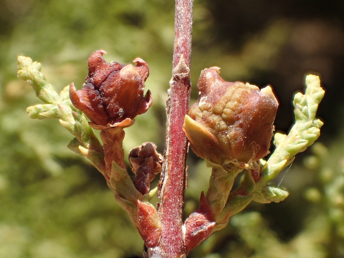 Hesperocyparis forbesii