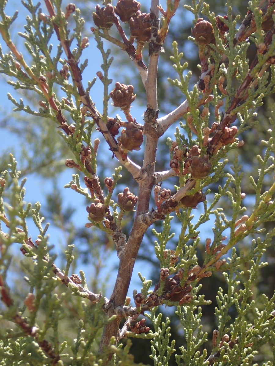 Hesperocyparis forbesii