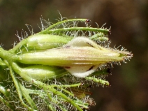 Cordylanthus filifolius