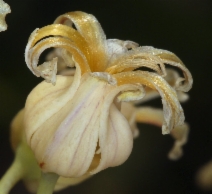 Streptanthus tortuosus var. truei